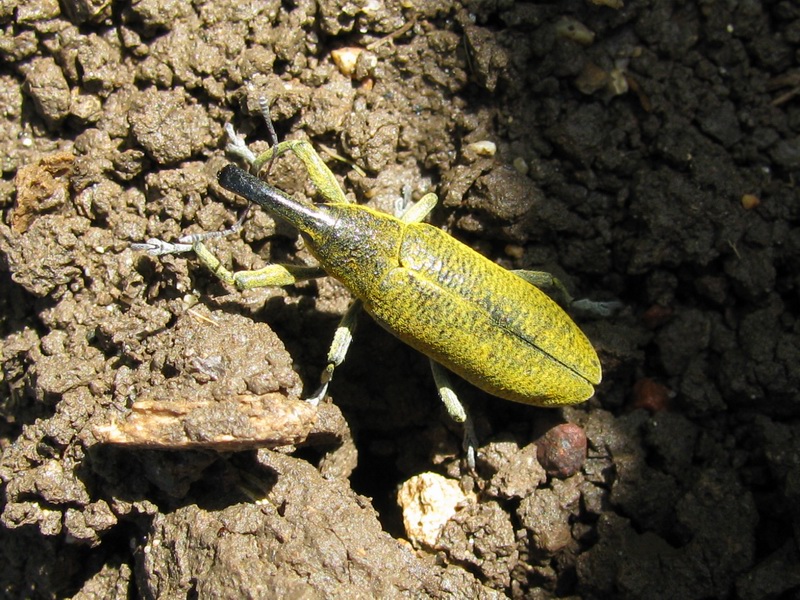 Lixus pulveruentus del Molise